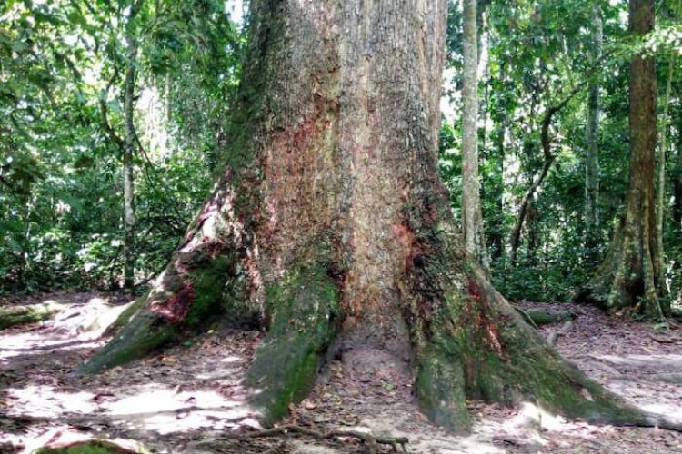 Where is the biggest tree in west Africa located?